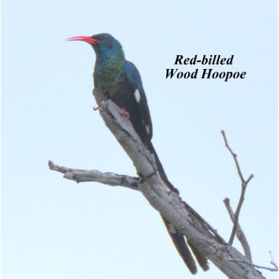 Red-billed Wood Hoopoe